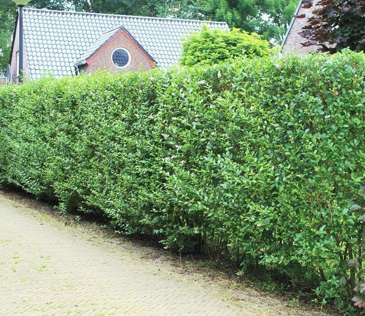 Liguster Hecke