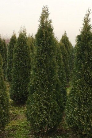 Lebensbaum "Smaragd" (Thuja)